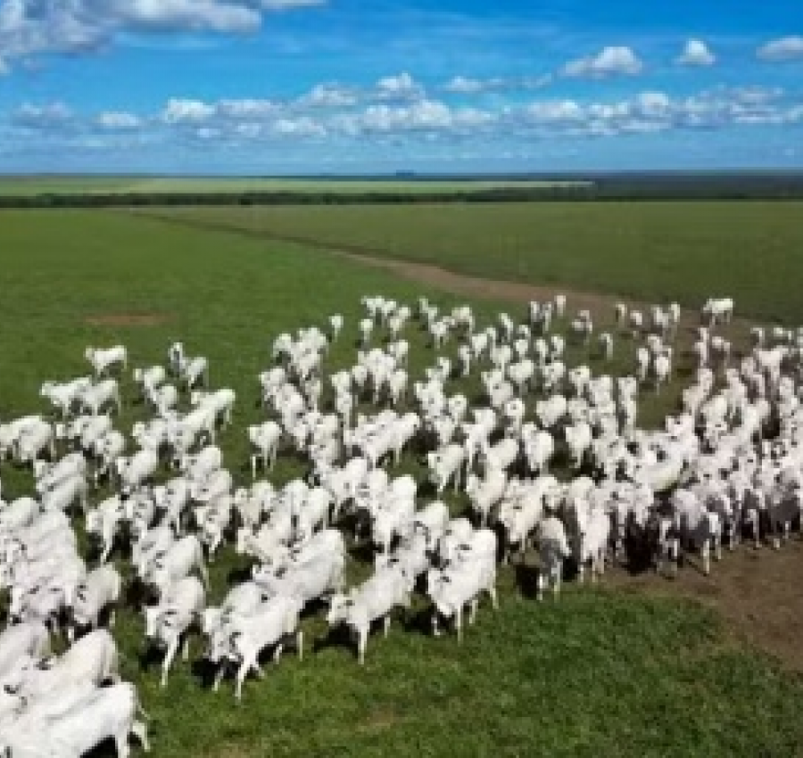 Pecuária de MT quase dobra produção de carne por hectare em 15 anos com avanço tecnológico