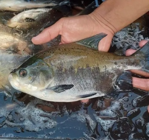 Peixe popular no Brasil entra em risco de extinção e pode ter venda proibida
