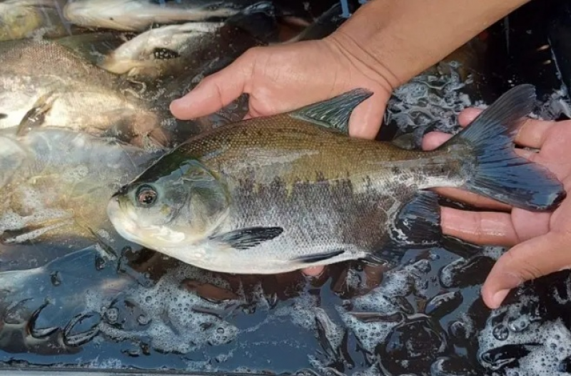 Peixe popular no Brasil entra em risco de extinção e pode ter venda proibida