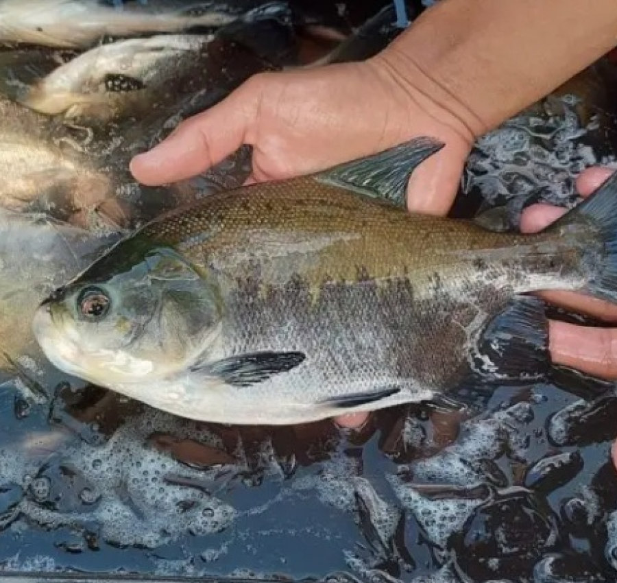 Peixe popular no Brasil entra em risco de extinção e pode ter venda proibida