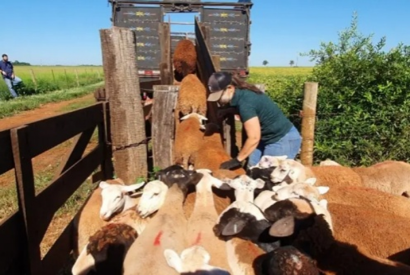MT tem primeiro frigorífico de ovinos com certificação para venda nacional