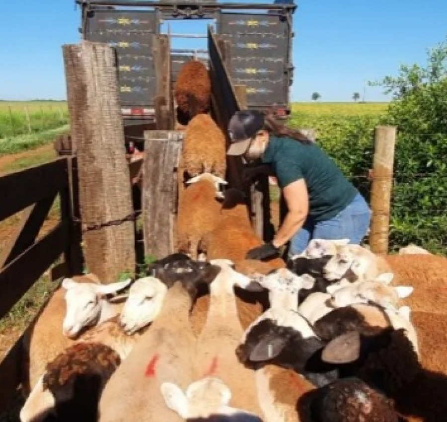 MT tem primeiro frigorífico de ovinos com certificação para venda nacional