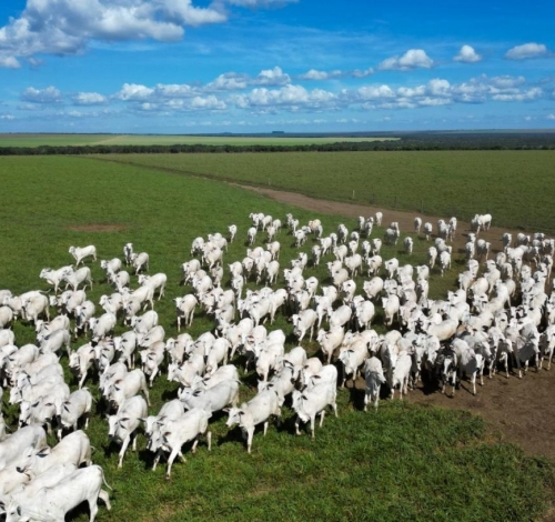 Pecuária de Mato Grosso lidera exportações brasileiras com 25,6% da carne bovina vendida ao exterior