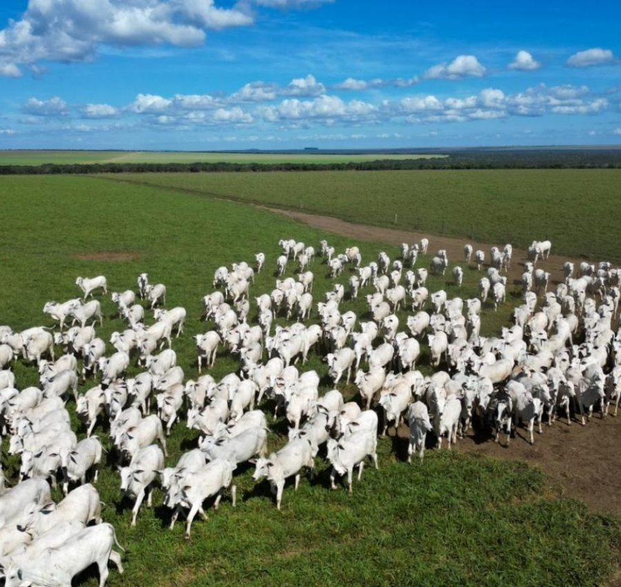 Pecuária de Mato Grosso lidera exportações brasileiras com 25,6% da carne bovina vendida ao exterior