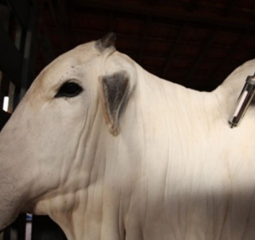 Animais testam positivo para raiva e 139 propriedades rurais de MT serão notificadas; entenda