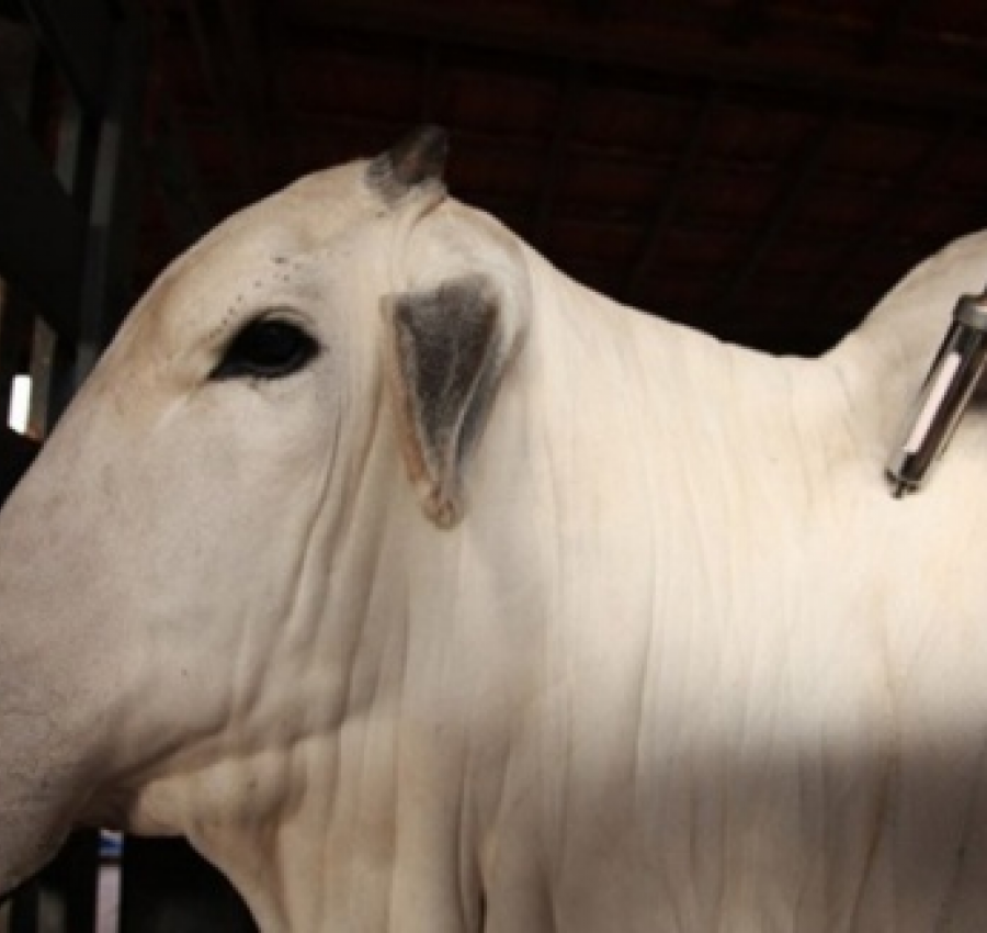 Animais testam positivo para raiva e 139 propriedades rurais de MT serão notificadas; entenda