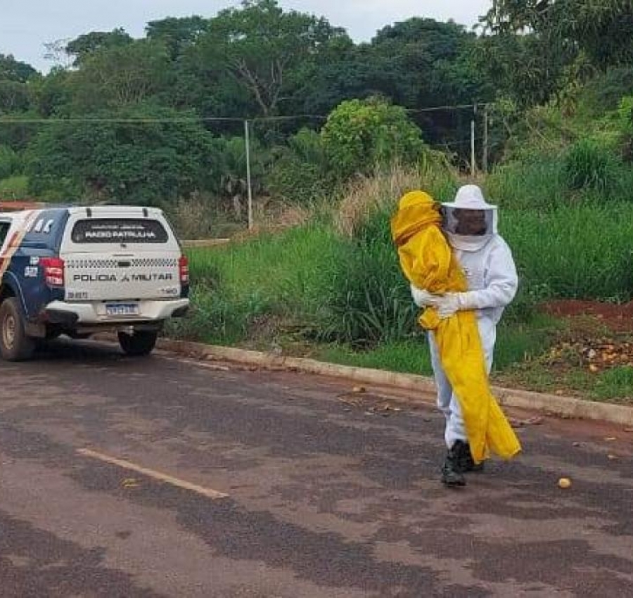 Ataque de abelhas deixa 9 pessoas feridas, incluindo bebê de 4 meses, em MT