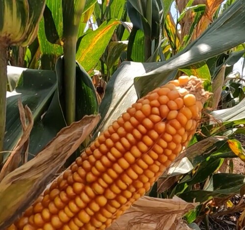 Tarifaço” dos EUA sobre o milho brasileiro estará em debate no Congresso Abramilho