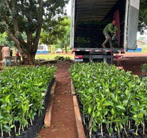 MT investe R$ 2,9 mi em mudas de frutas cítricas a serem distribuídas aos pequenos produtores