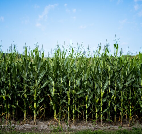  Guarantã do Norte se destaca nas exportações de milho em 2025