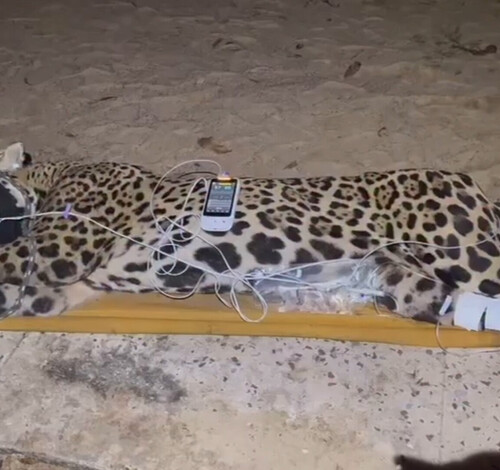 Suposta onça do ataque a produtor rural é capturada em Aquidauana (MS)