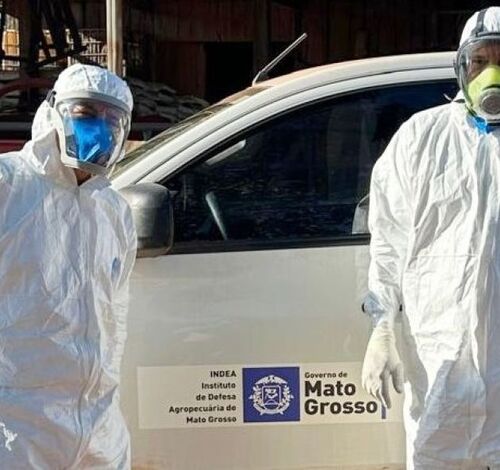 MT determina o abate de todas as aves em criação após registro de caso de influenza aviária