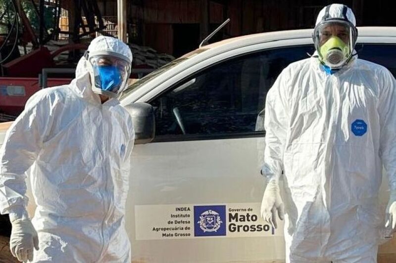 MT determina o abate de todas as aves em criação após registro de caso de influenza aviária