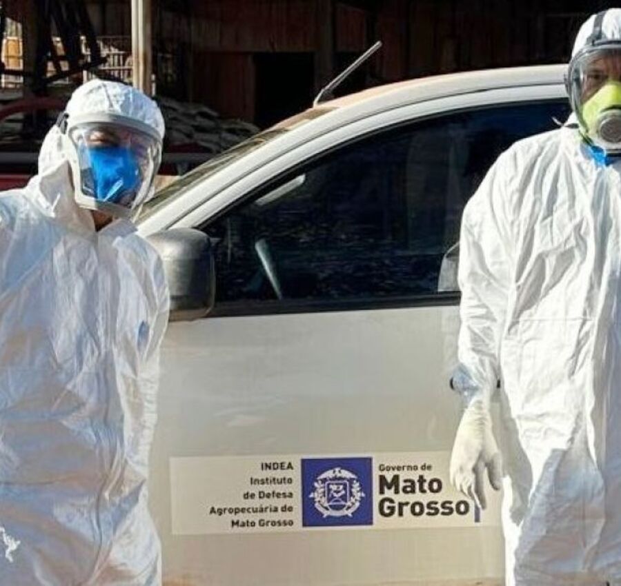 MT determina o abate de todas as aves em criação após registro de caso de influenza aviária