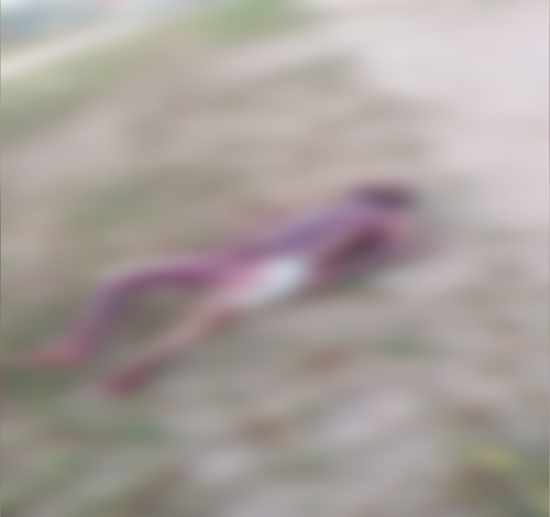 Homem é encontrado morto às margens da BR-163 em Novo Progresso