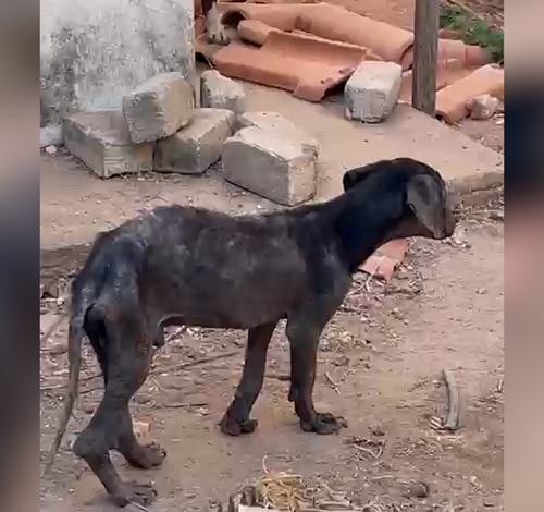 Polícia Civil flagra maus-tratos a cães no bairro Industrial em Guarantã do Norte
