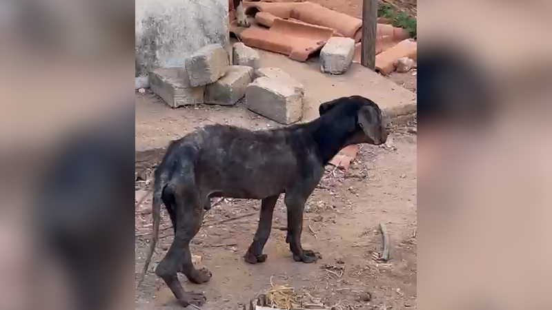 Polícia Civil flagra maus-tratos a cães no bairro Industrial em Guarantã do Norte