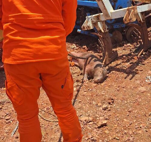 Bombeiros resgatam capivara que invadiu pátio de empresa em Guarantã do Norte