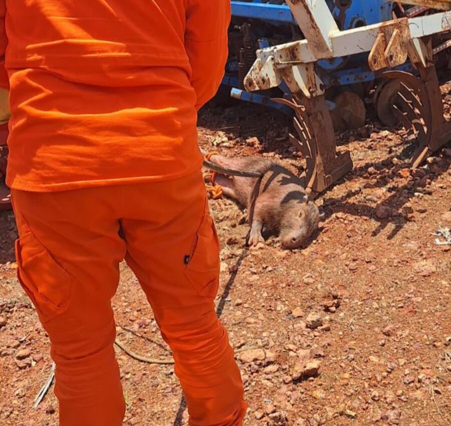 Bombeiros resgatam capivara que invadiu pátio de empresa em Guarantã do Norte