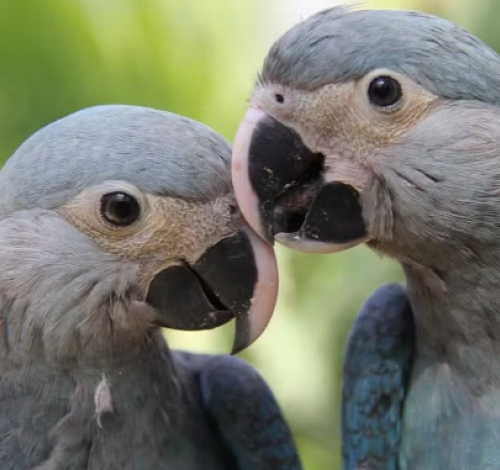 Ararinhas-azuis que estavam na natureza testam positivo para vírus letal, diz ICMbio