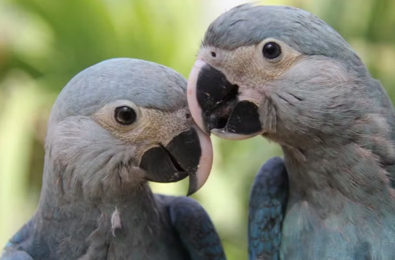 Ararinhas-azuis que estavam na natureza testam positivo para vírus letal, diz ICMbio