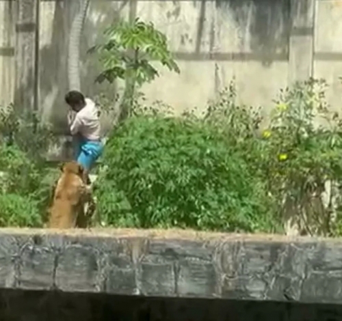 Homem é morto por leoa após invadir recinto dos felinos em zoo na PB. Vídeo sensível