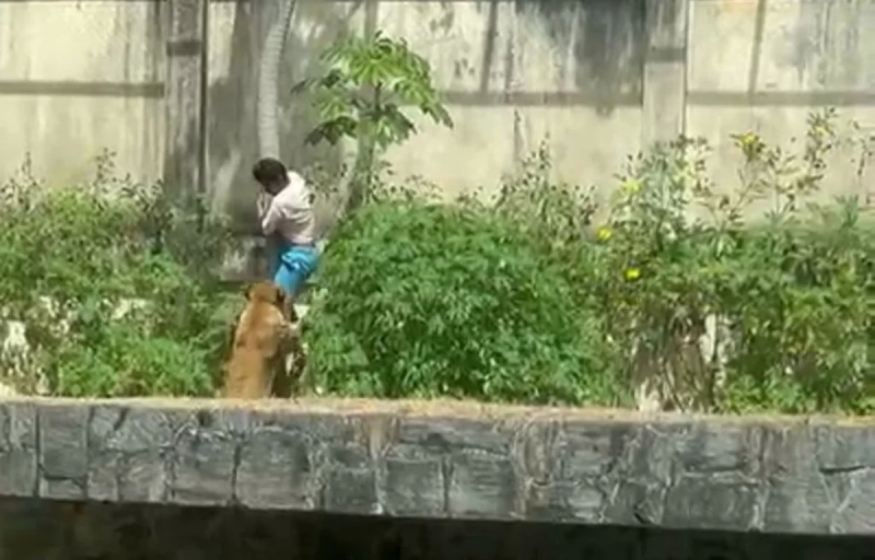 Homem é morto por leoa após invadir recinto dos felinos em zoo na PB. Vídeo sensível