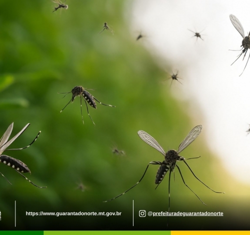 Prefeitura alerta população sobre cuidados essenciais para prevenir a proliferação do mosquito Aedes aegypti