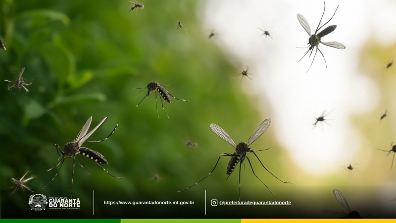Prefeitura alerta população sobre cuidados essenciais para prevenir a proliferação do mosquito Aedes aegypti