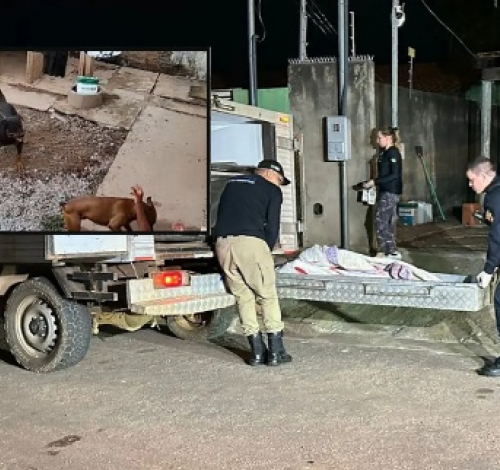 Idosa de 76 anos é atacada pelos próprios cães e morre