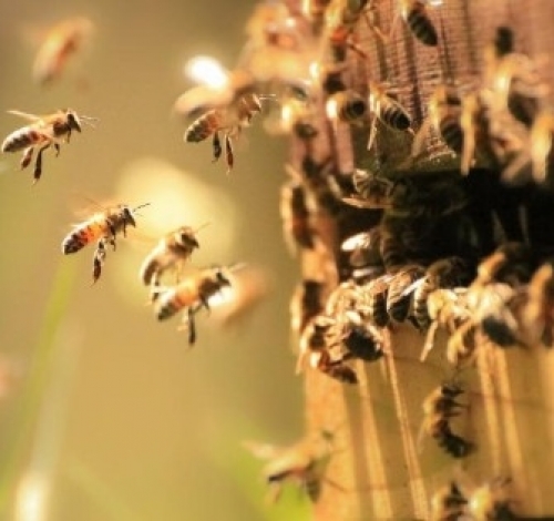 Trabalhador de 57 anos morre após ser atacado por exame de abelhas em sítio.