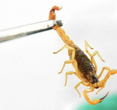 Mato Grosso registrou 3.860 acidentes com animais peçonhentos em 2025