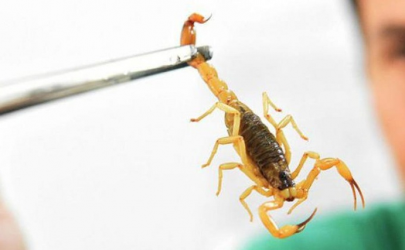 Mato Grosso registrou 3.860 acidentes com animais peçonhentos em 2025