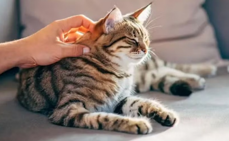 Como gatos podem fornecer chave para cura do câncer em humanos