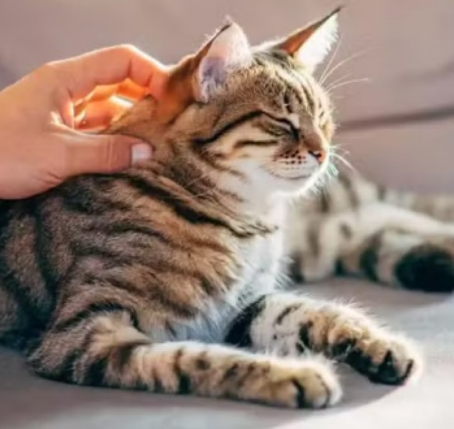 Como gatos podem fornecer chave para cura do câncer em humanos