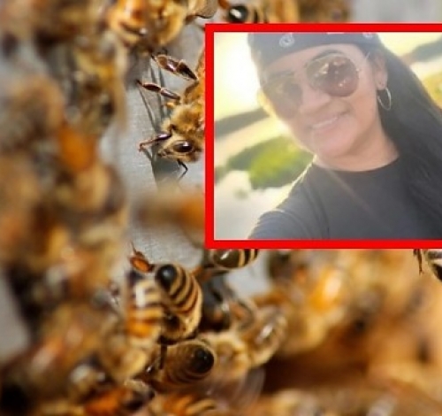 Diversas ferroadas Professora de 42 anos morre após ser atacada por enxame de abelhas em Poconé