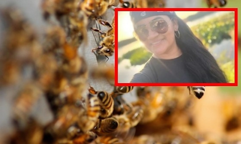 Diversas ferroadas Professora de 42 anos morre após ser atacada por enxame de abelhas em Poconé
