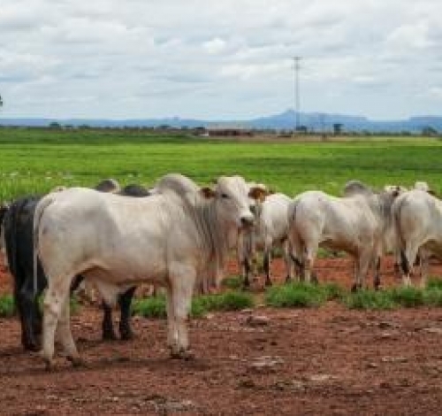 Produção da pecuária de Mato Grosso deve movimentar R$ 42,1 bilhões