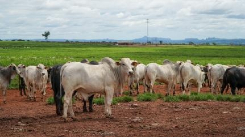 Produção da pecuária de Mato Grosso deve movimentar R$ 42,1 bilhões