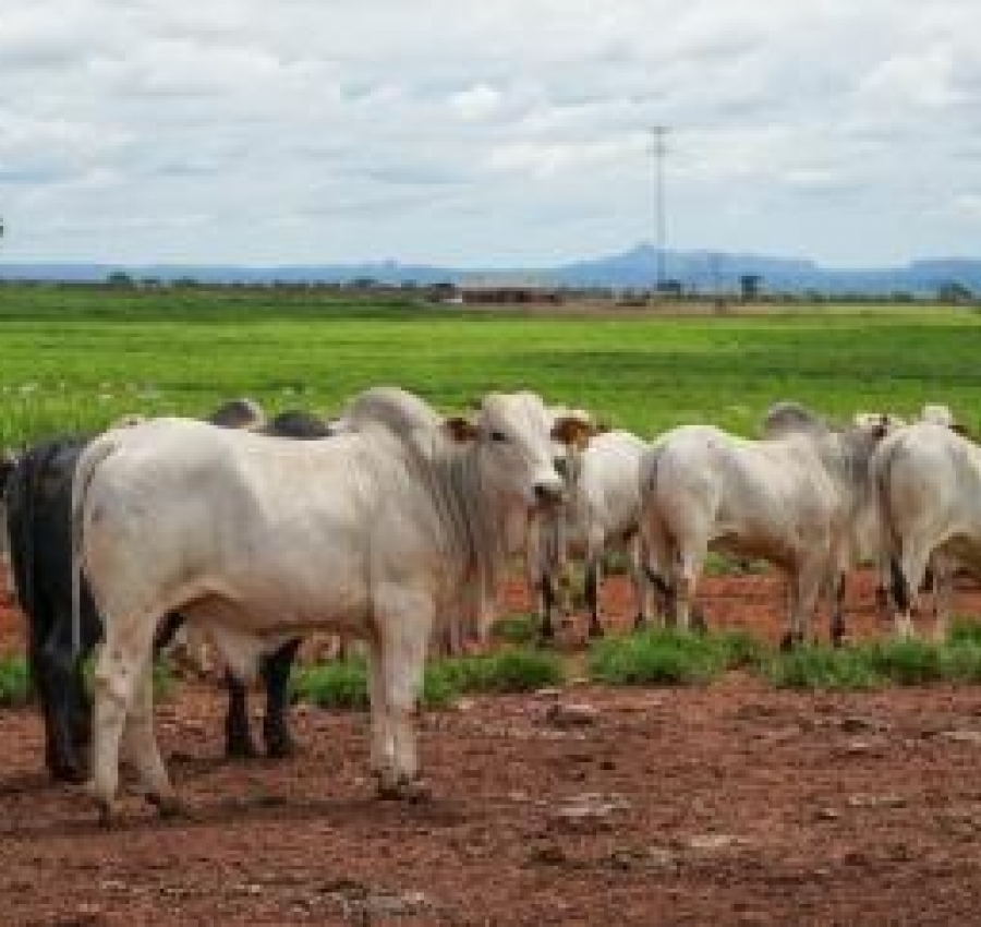 Produção da pecuária de Mato Grosso deve movimentar R$ 42,1 bilhões
