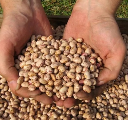 Peixoto de Azevedo realiza levantamento para distribuição de sementes de feijão à agricultura familiar