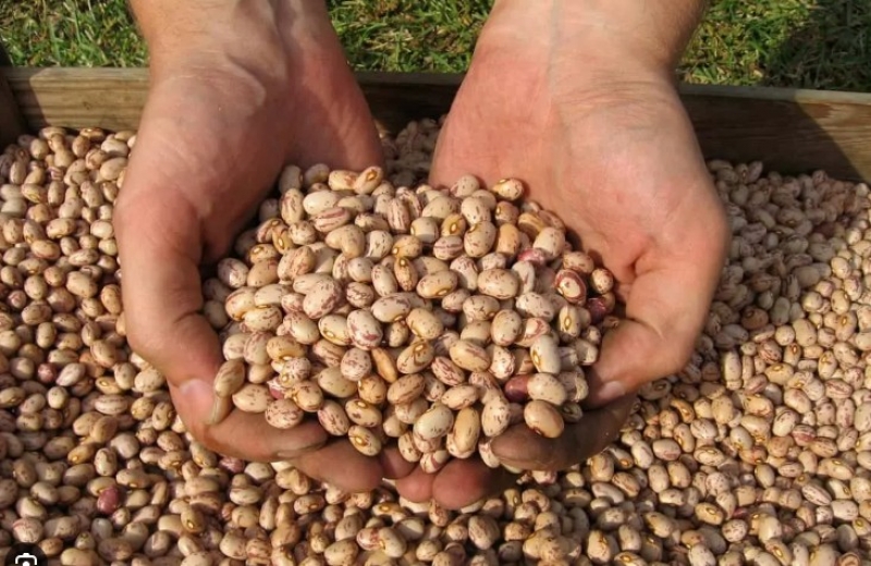 Peixoto de Azevedo realiza levantamento para distribuição de sementes de feijão à agricultura familiar