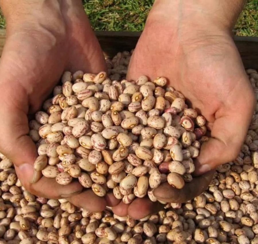 Peixoto de Azevedo realiza levantamento para distribuição de sementes de feijão à agricultura familiar