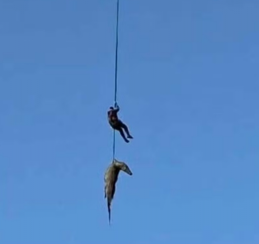 Policial é içado de helicóptero para resgatar empresário encontrado dentro de crocodilo em rio na África do Sul