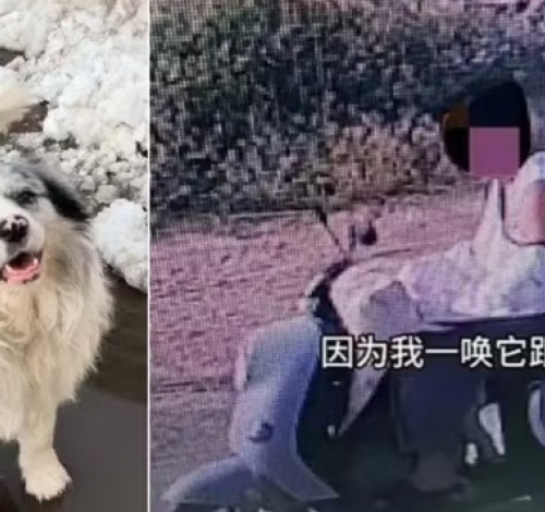Cão com 1,5 milhão de seguidores é sequestrado e acaba virando refeição em restaurante da China