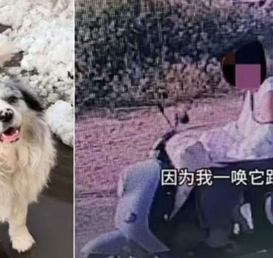 Cão com 1,5 milhão de seguidores é sequestrado e acaba virando refeição em restaurante da China