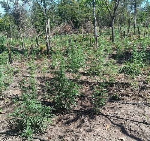 Polícia encontra plantação de 5 mil pés de maconha em fazenda invadida no norte de MT