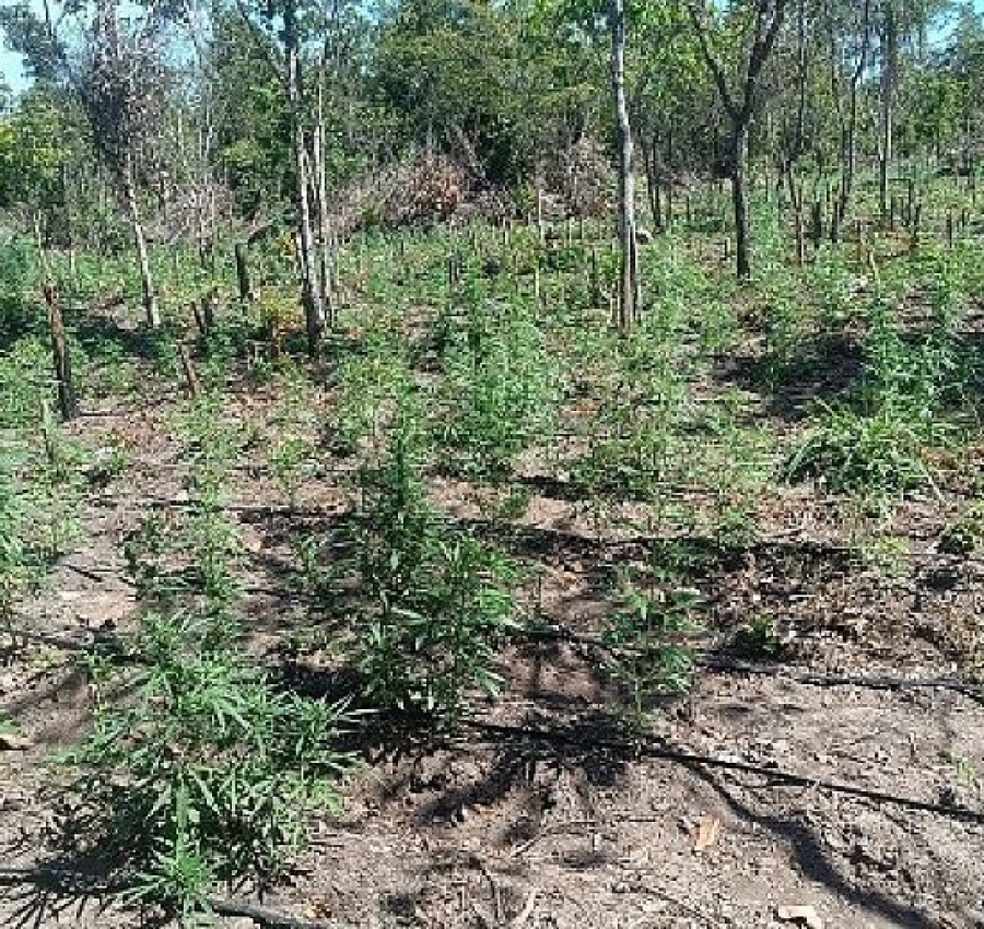 Polícia encontra plantação de 5 mil pés de maconha em fazenda invadida no norte de MT