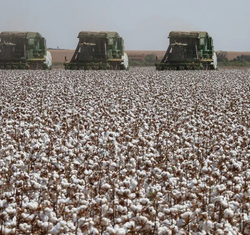 https://www.gcnoticias.com.br/rural/safra-de-algodao-do-brasil-pode-ser-a-segunda-maior-da-historia-em-2025-26/254613528