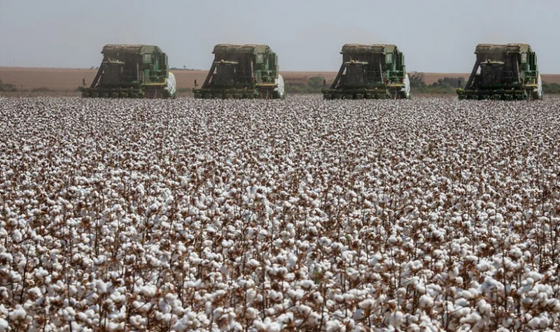 https://www.gcnoticias.com.br/rural/safra-de-algodao-do-brasil-pode-ser-a-segunda-maior-da-historia-em-2025-26/254613528